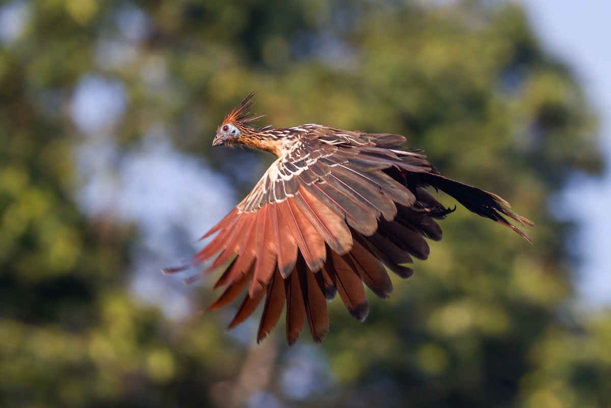 Hoatzin - ML627719023