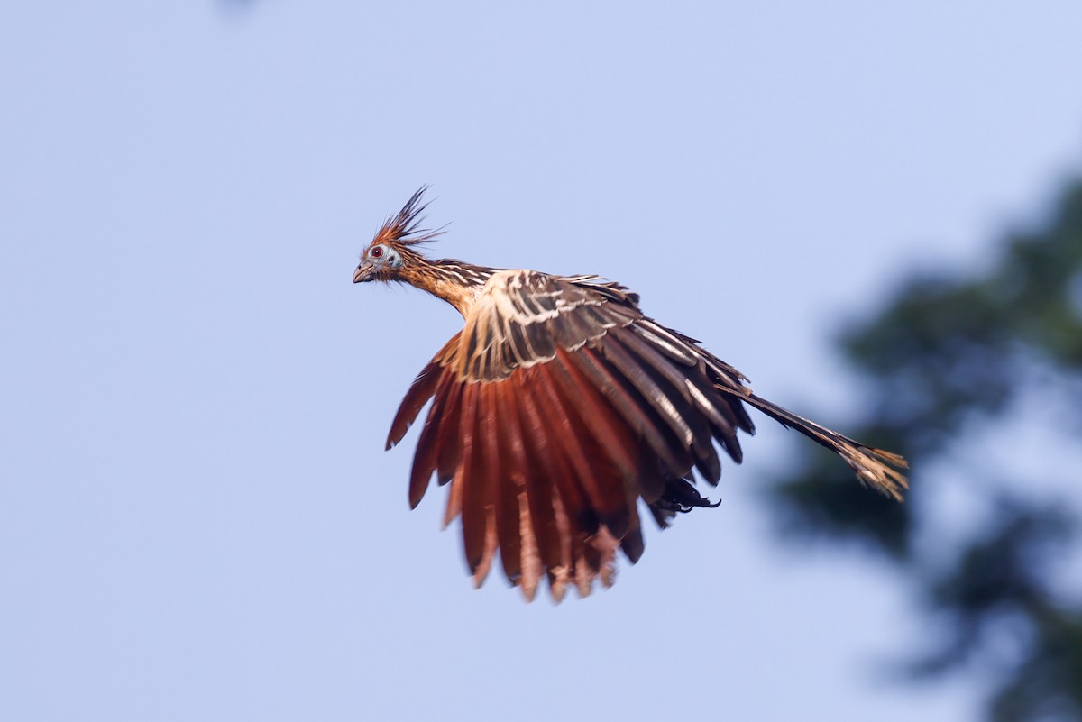 Hoatzin - ML627719024