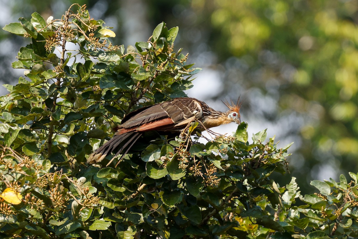 Hoatzin - ML627719025
