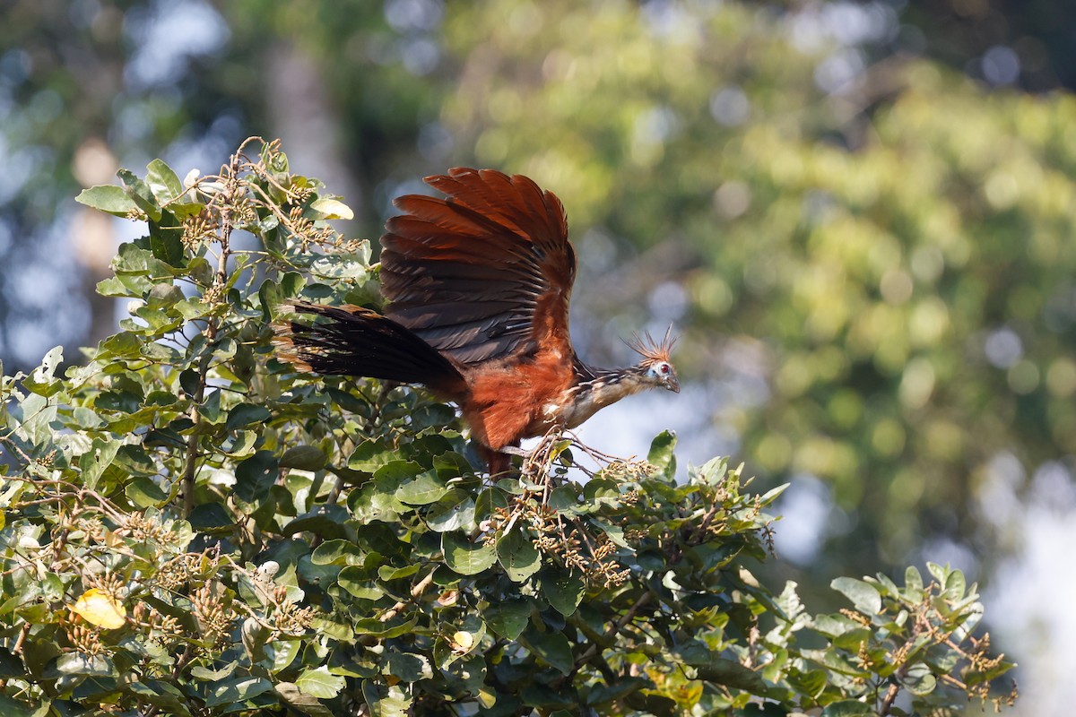 Hoatzin - ML627719026