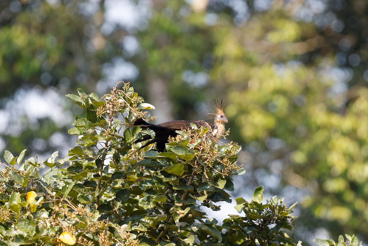 Hoatzin - ML627719027