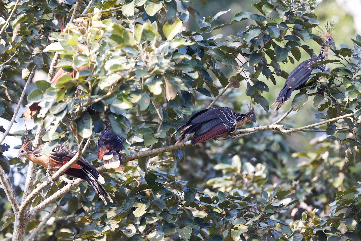 Hoatzin - ML627719028