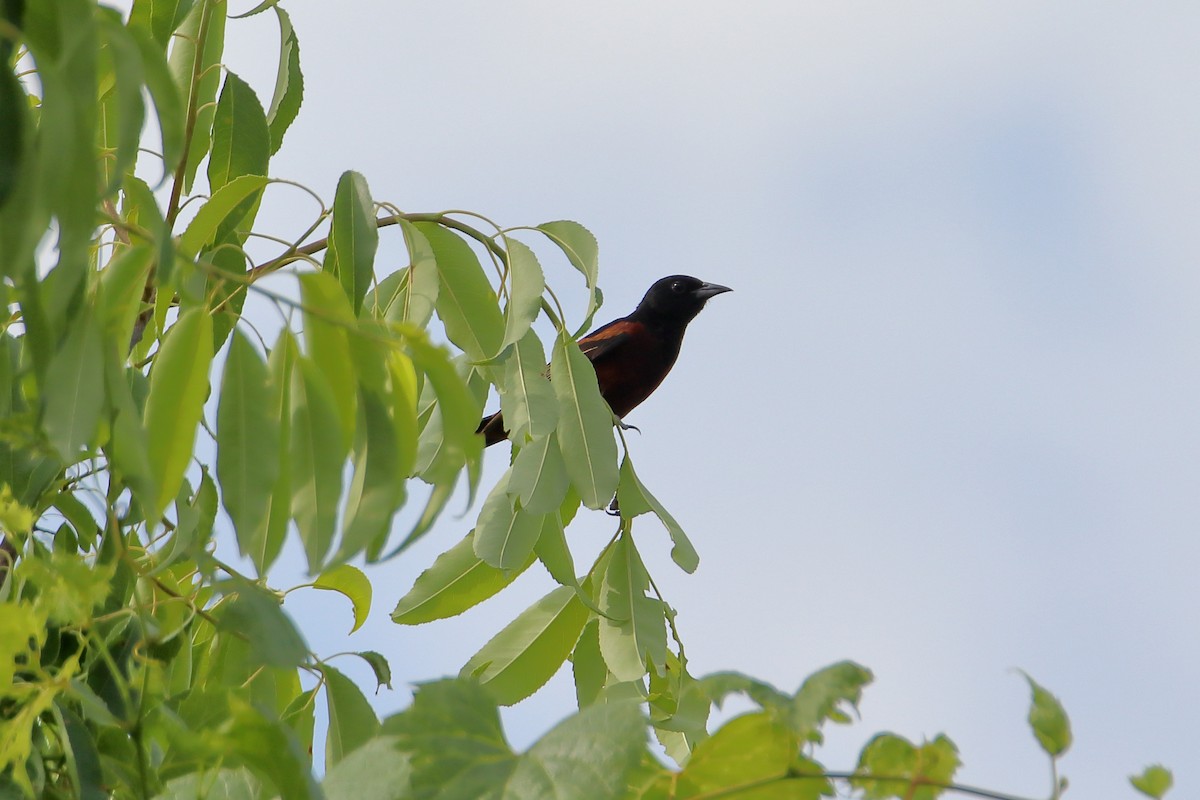 Orchard Oriole - ML627719110