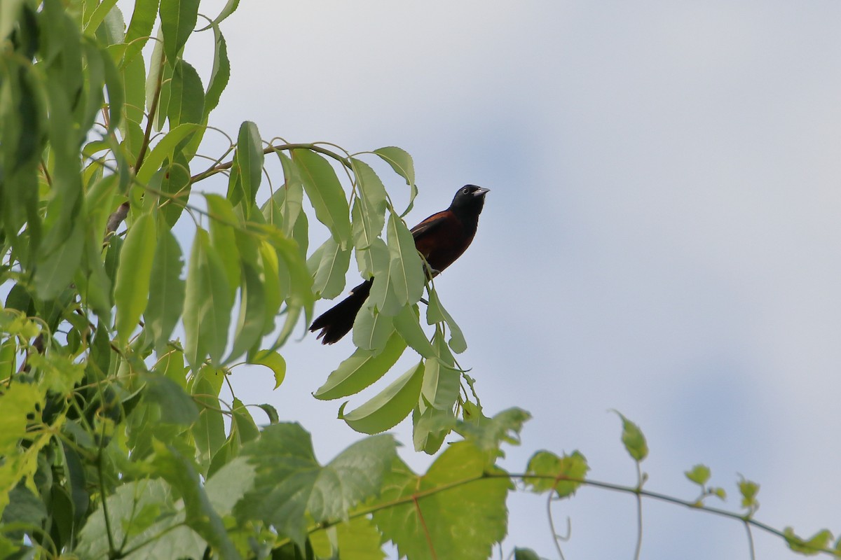 Orchard Oriole - ML627719112