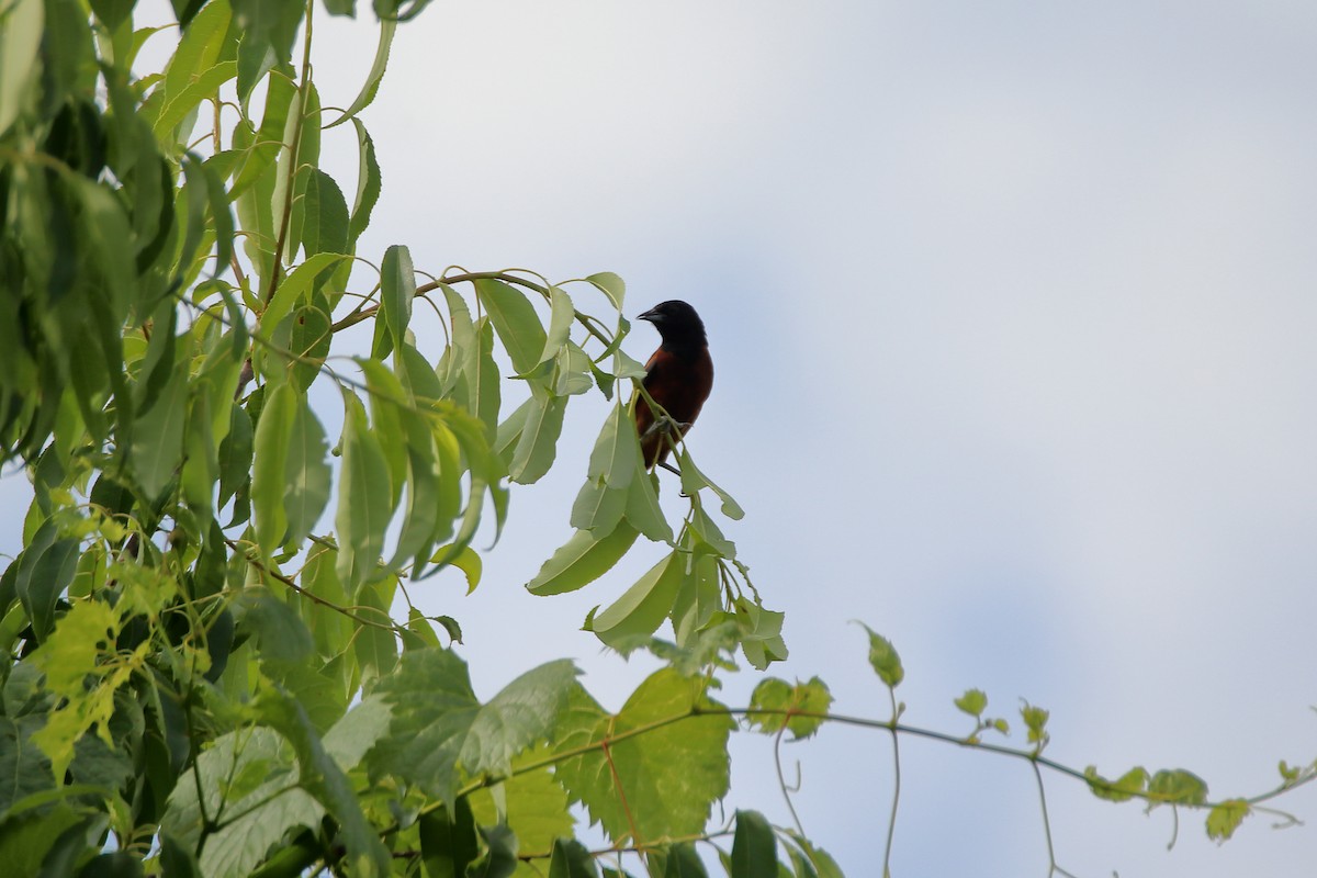 Orchard Oriole - ML627719114