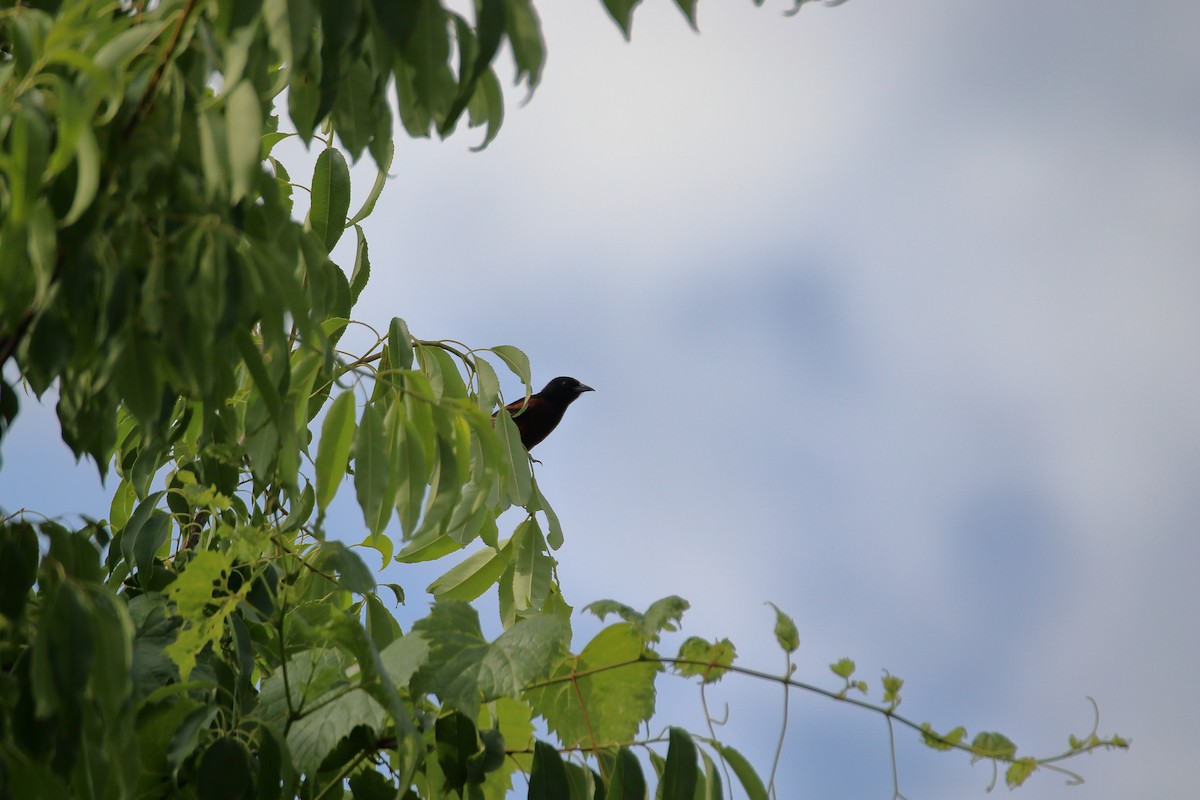 Orchard Oriole - ML627719116