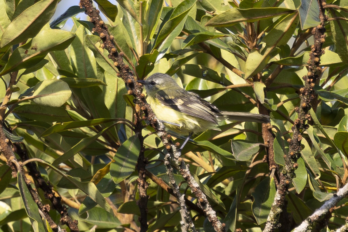 Sulphur-bellied Tyrannulet - ML627719320