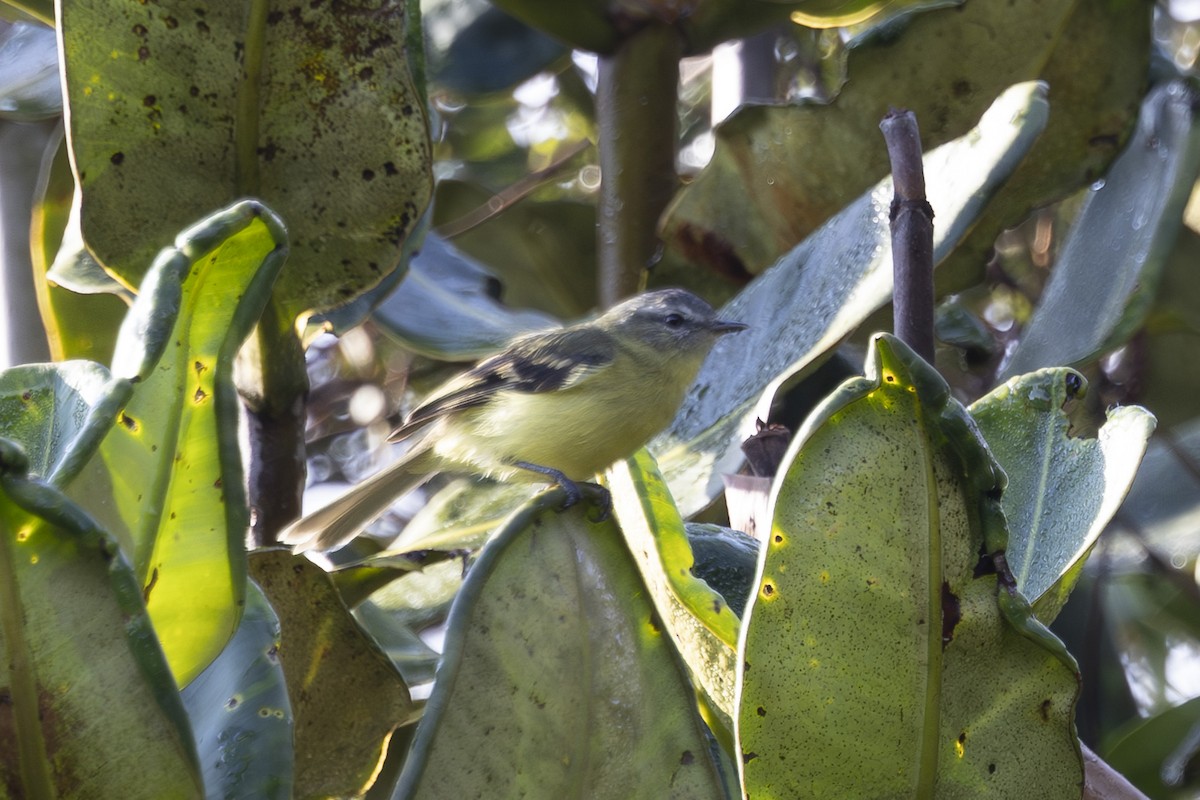 Sulphur-bellied Tyrannulet - ML627719321