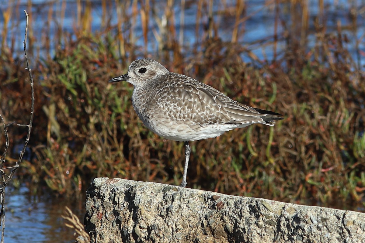 Black-bellied Plover - ML627719551