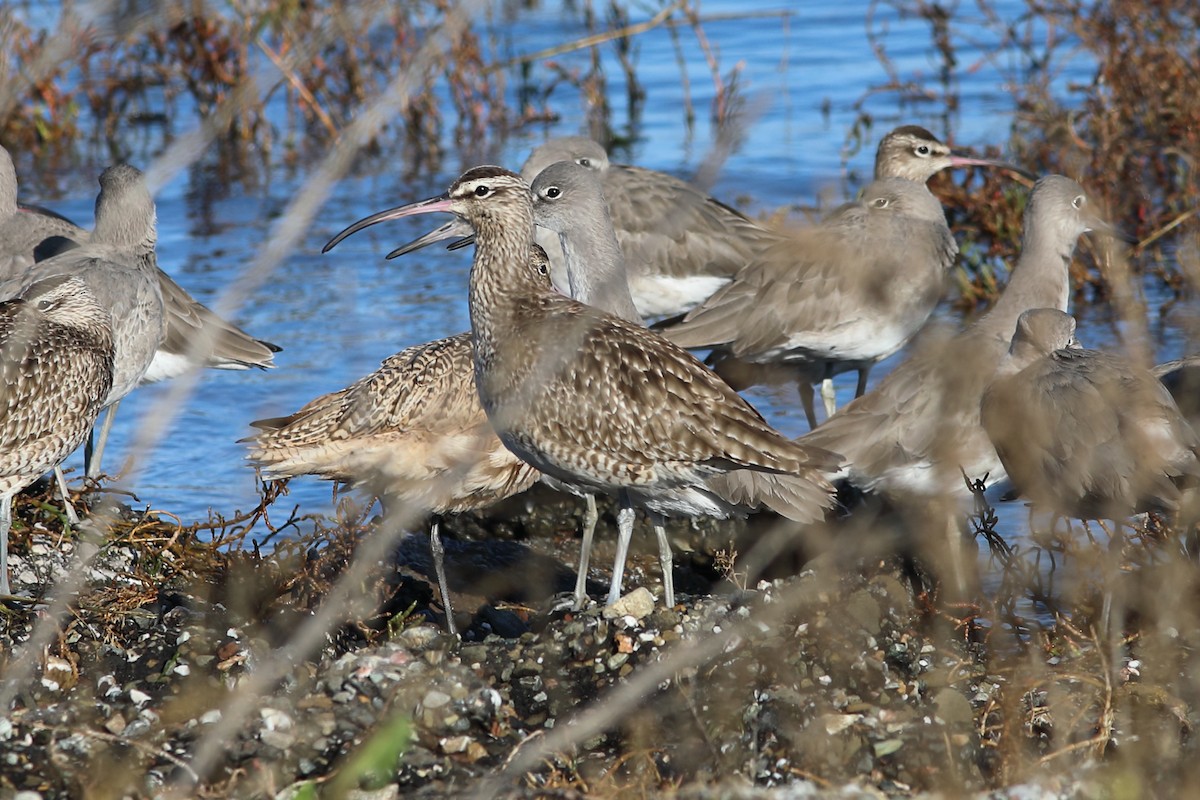 Whimbrel - ML627719553