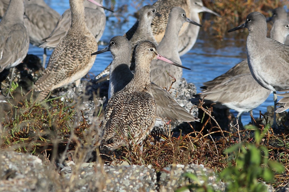 Marbled Godwit - ML627719554