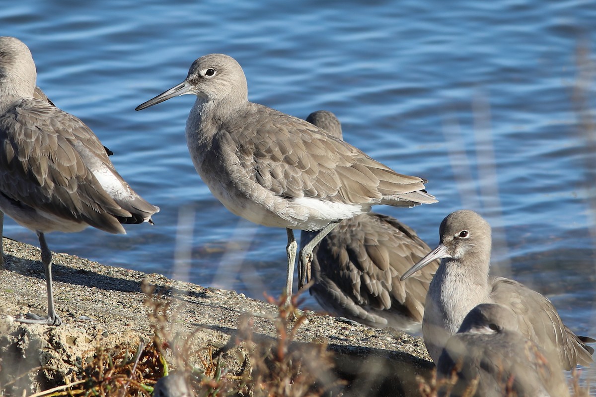 Willet (Western) - ML627719558