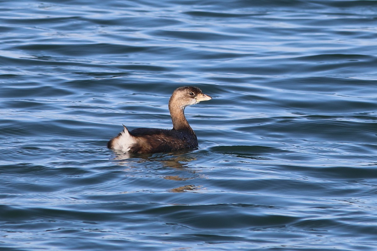 Pied-billed Grebe - ML627719562