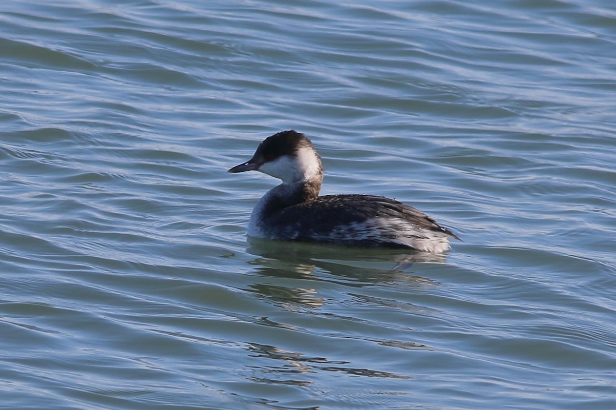 Horned Grebe - ML627719566