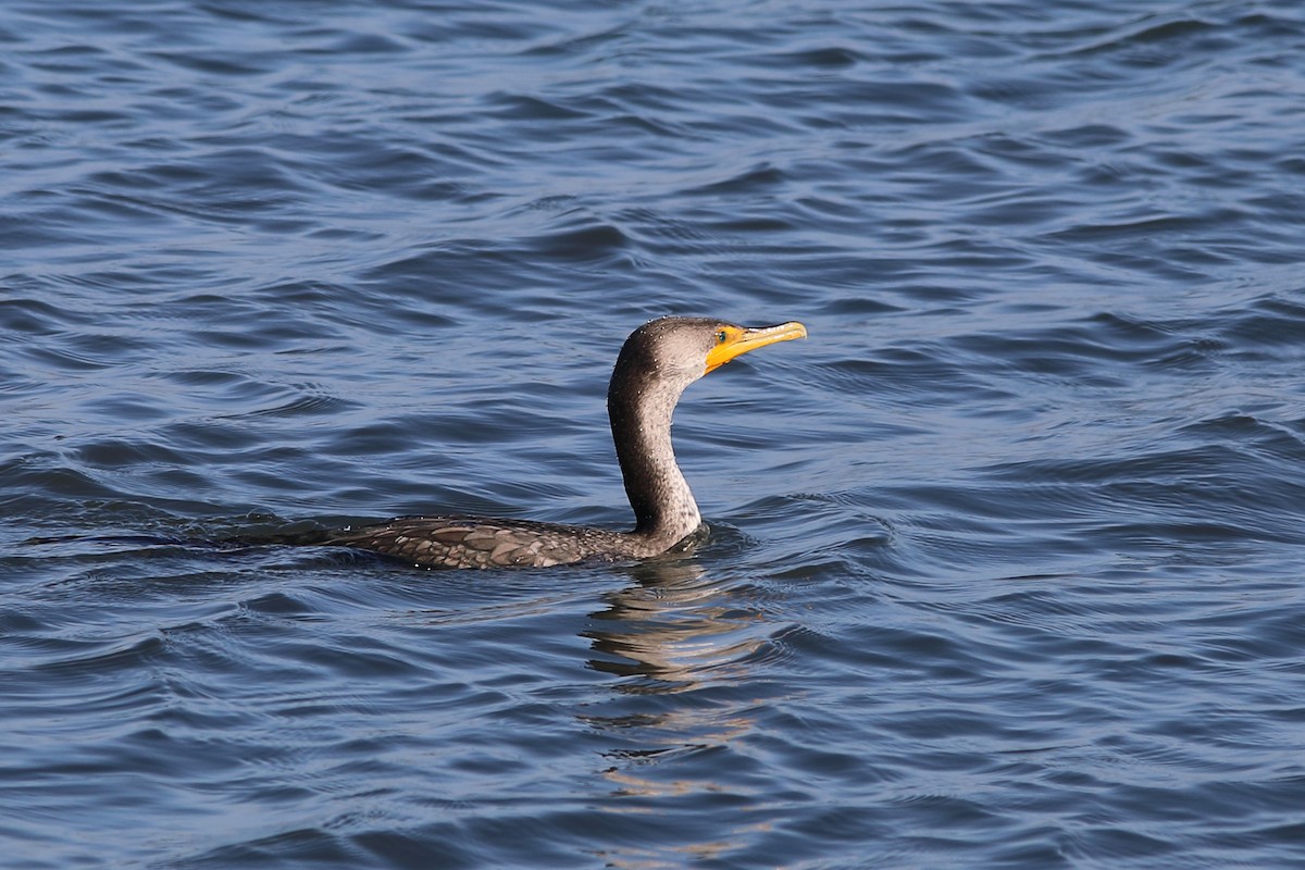 Double-crested Cormorant - ML627719568