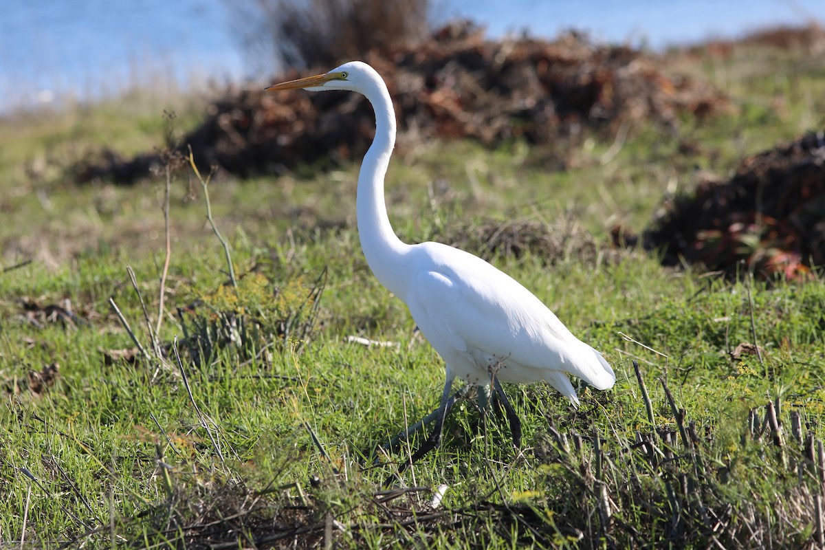 Great Egret - ML627719569