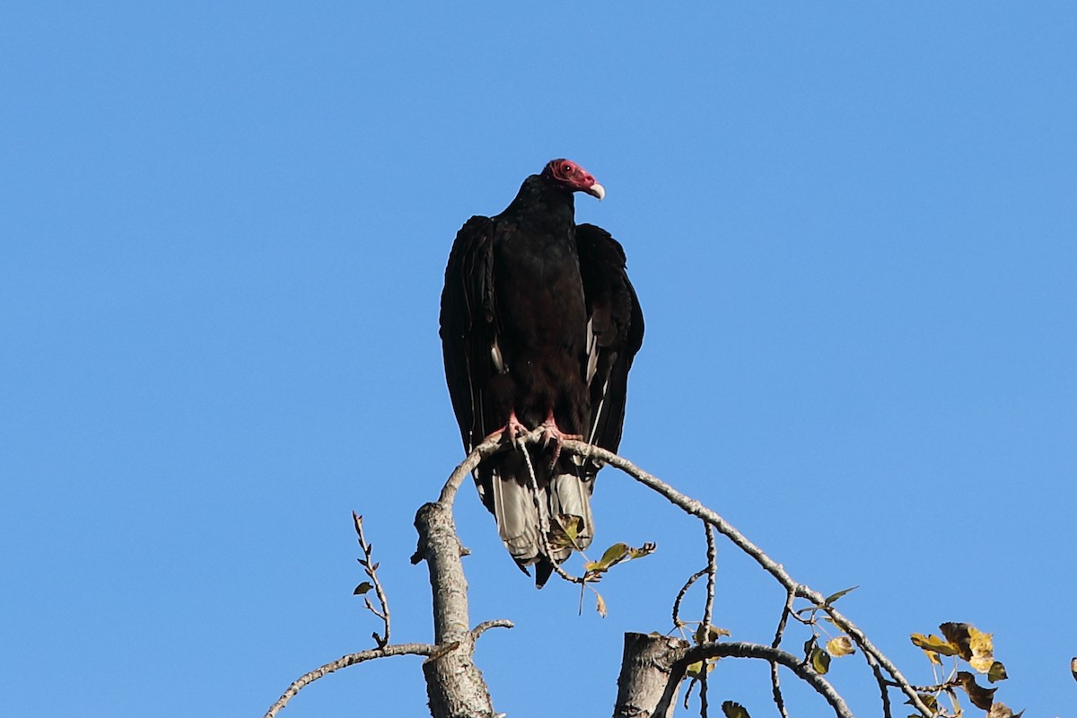 Turkey Vulture - ML627719570