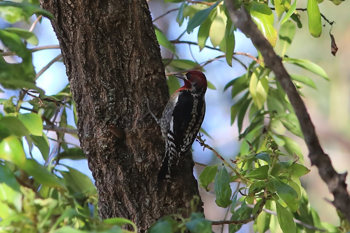 Red-breasted Sapsucker - ML627719572