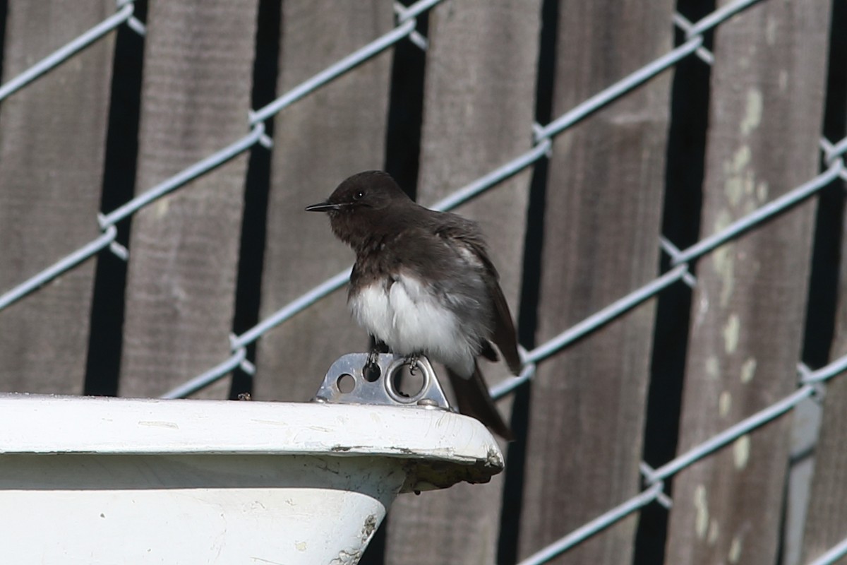 Black Phoebe - ML627719573