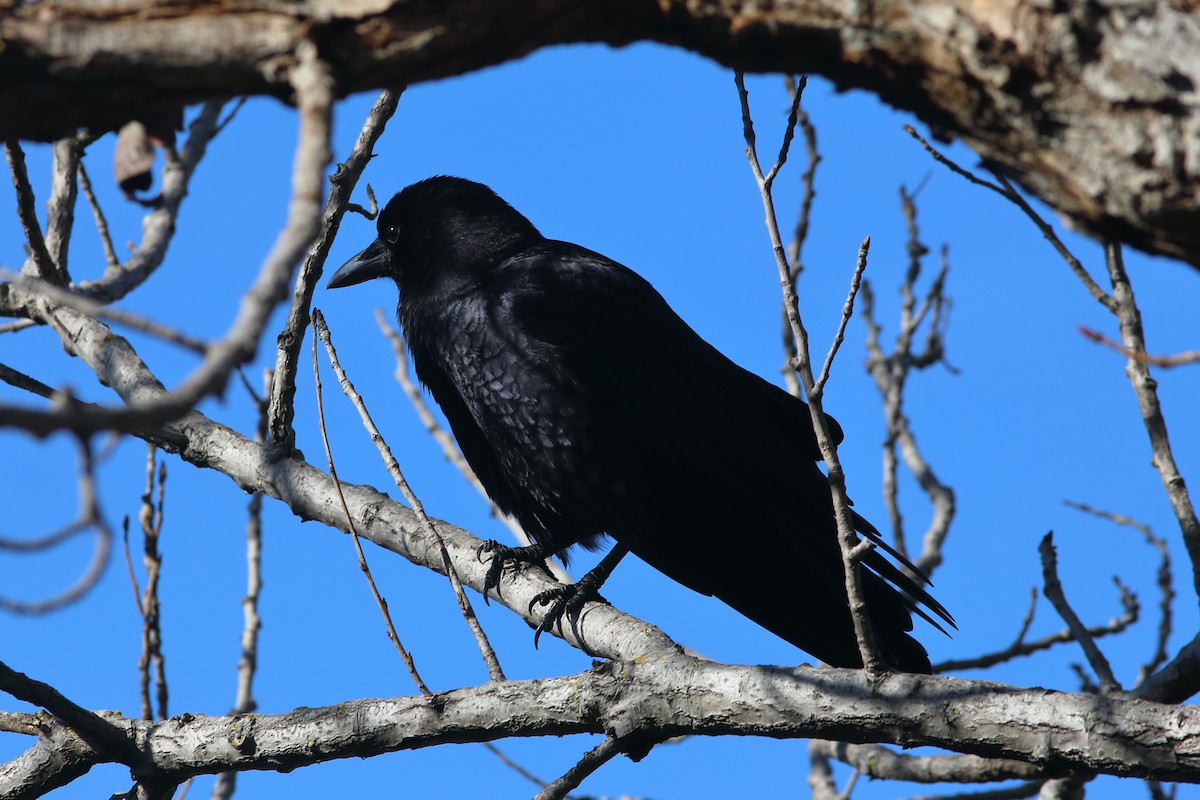 American Crow - ML627719574