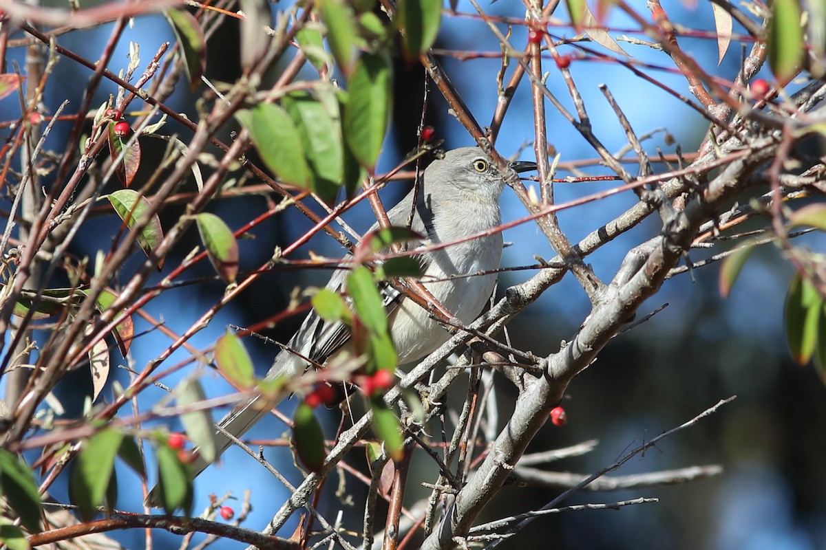 Northern Mockingbird - ML627719583