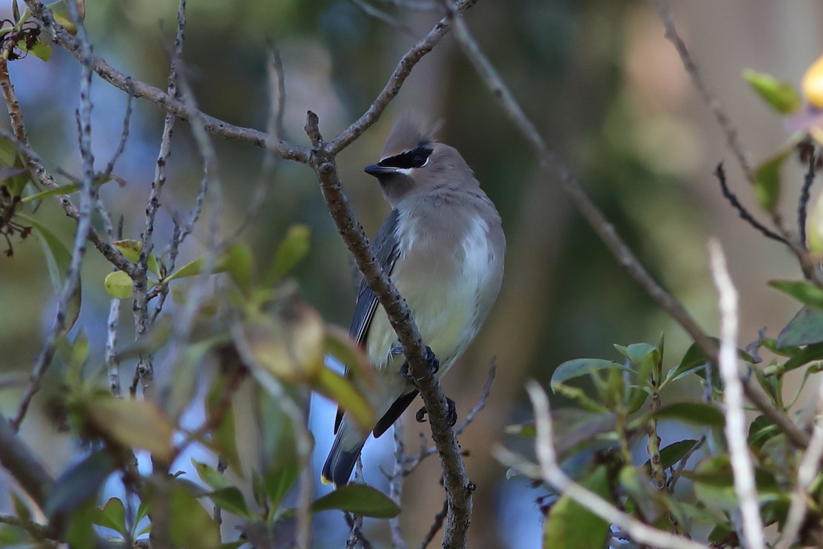 Cedar Waxwing - ML627719584