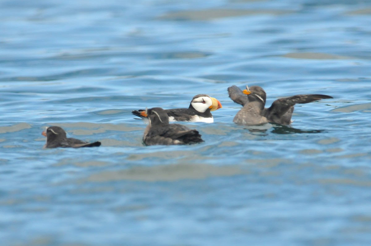 Horned Puffin - ML627719588