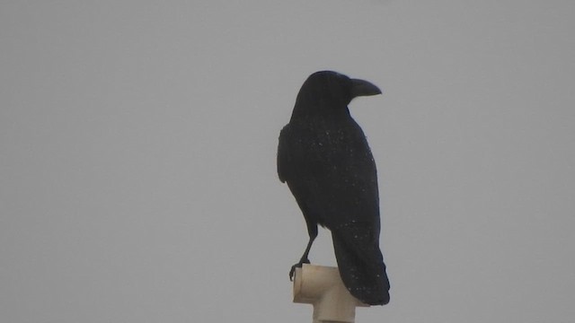 Large-billed Crow - ML627719596