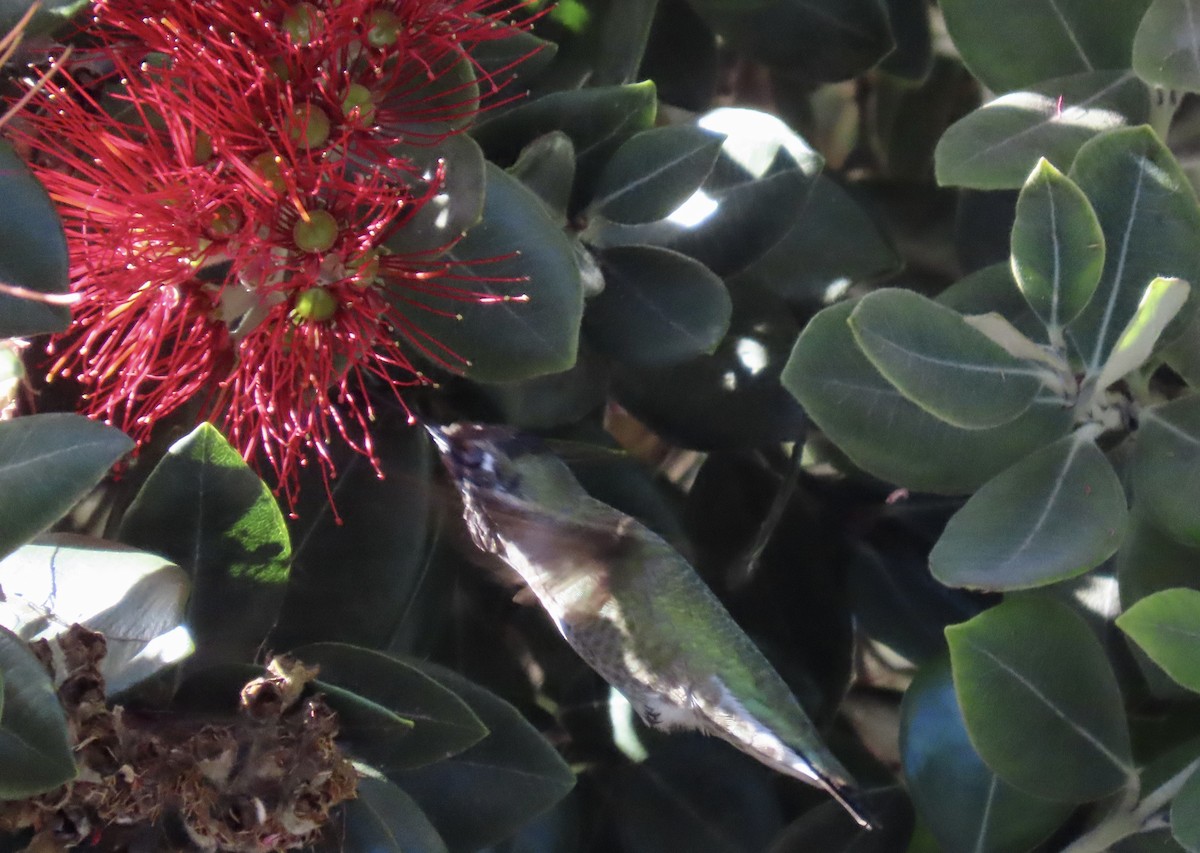Colibrí de Anna - ML627719604