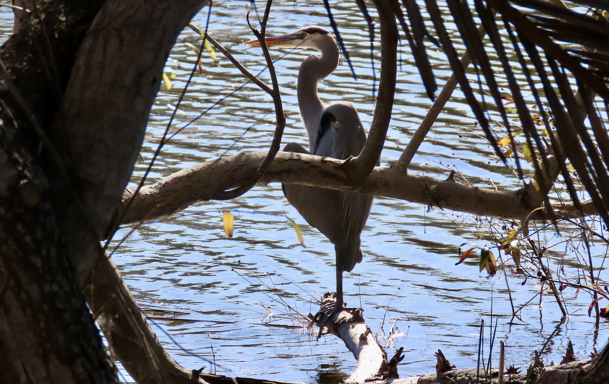 Garza Azulada - ML627719628