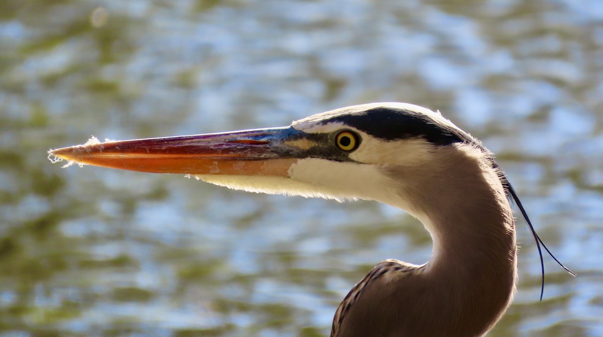 Garza Azulada - ML627719630