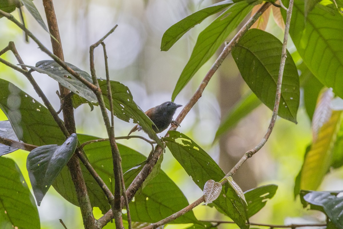 Gray-hooded Babbler - ML627719651