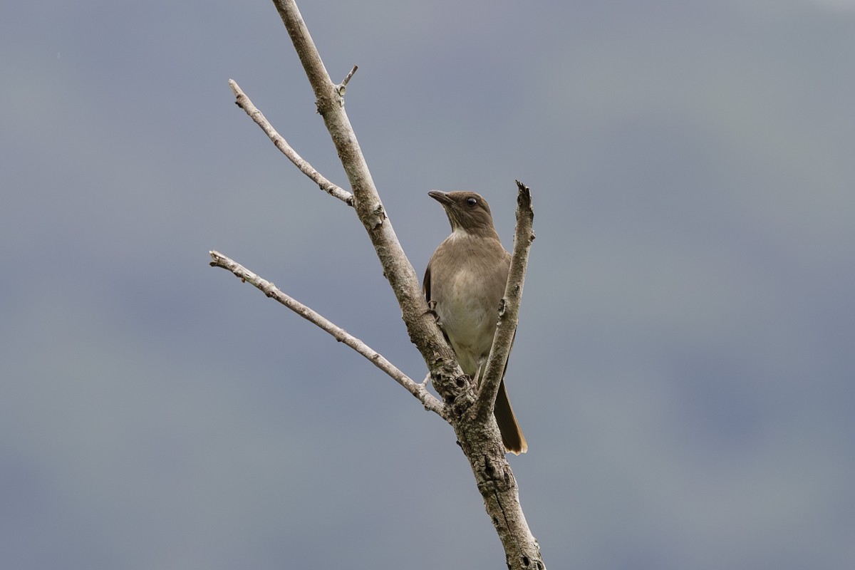 Black-billed Thrush - ML627719696