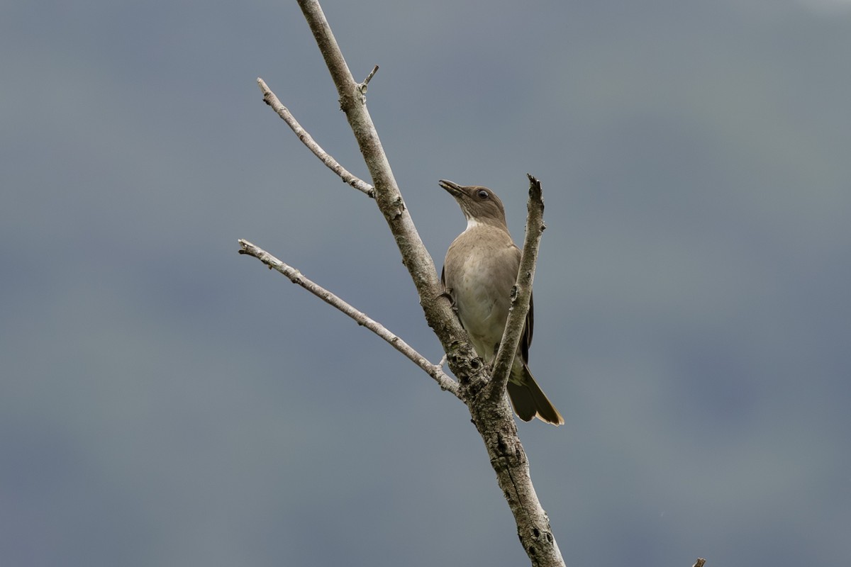 Black-billed Thrush - ML627719697