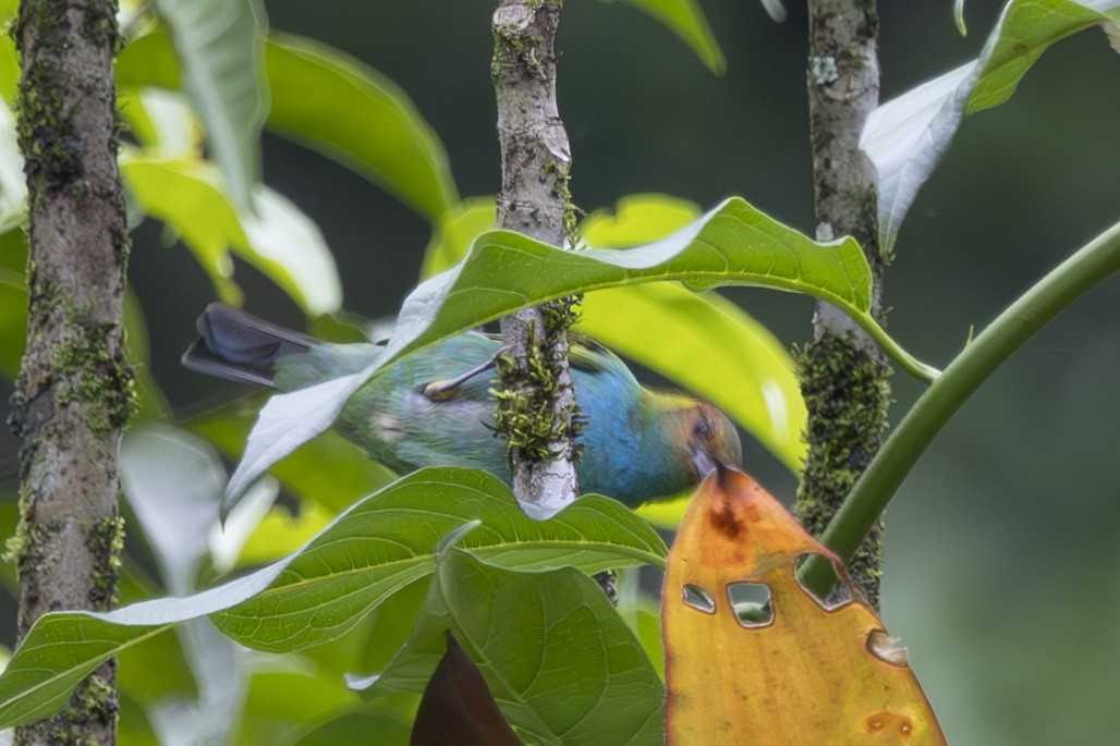 Bay-headed Tanager - ML627719742