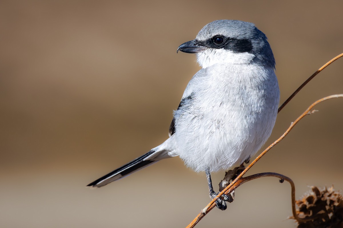 Loggerhead Shrike - Sean Fahey