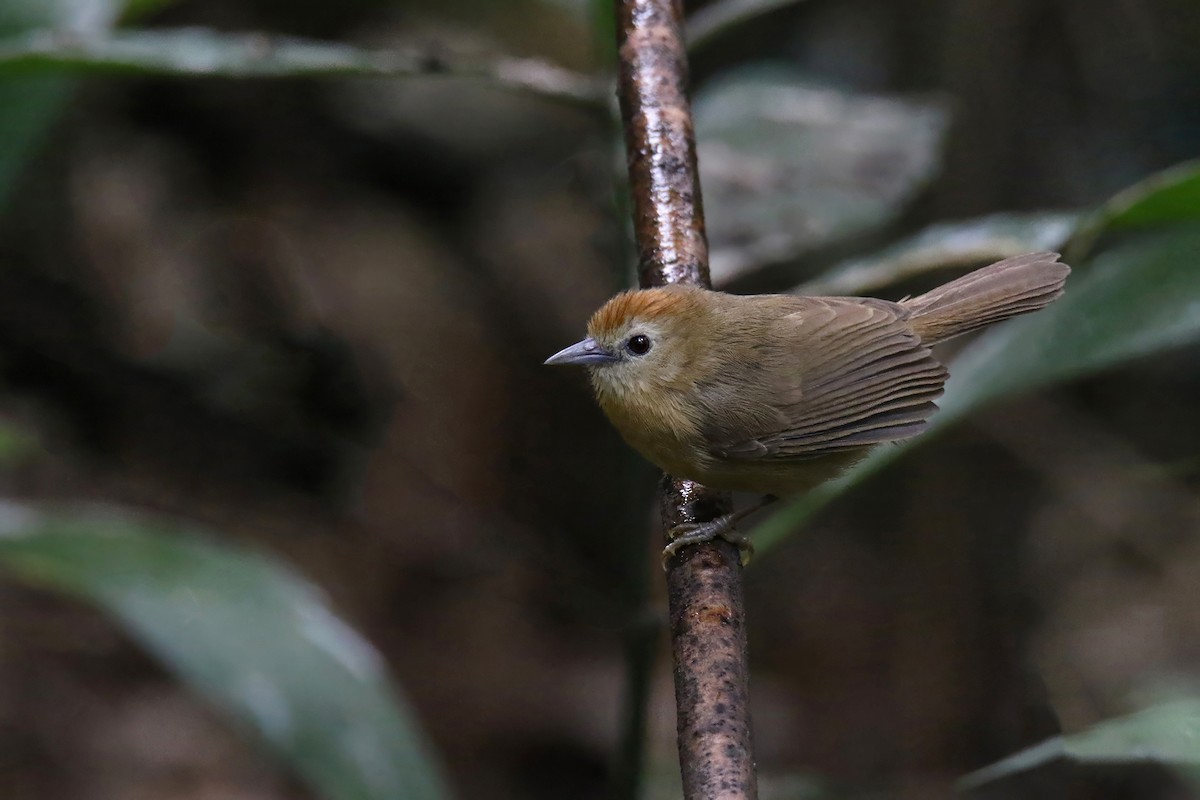 Rufous-fronted Babbler (Rufous-fronted) - ML627719811