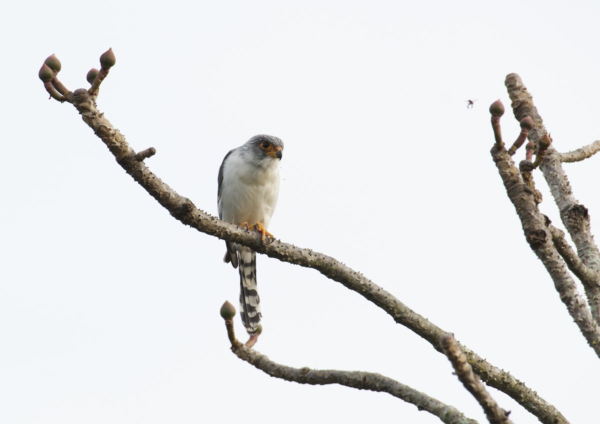White-rumped Falcon - ML627719819