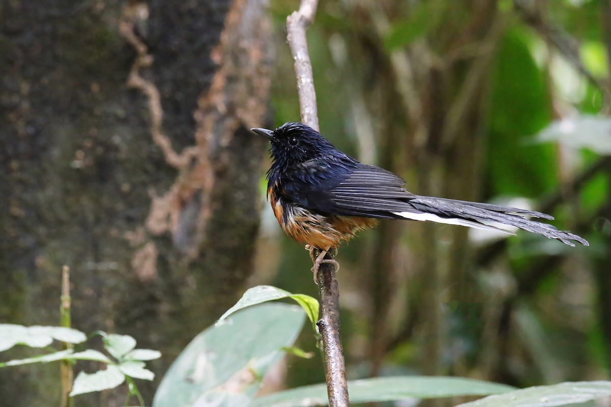 White-rumped Shama (White-rumped) - ML627719825