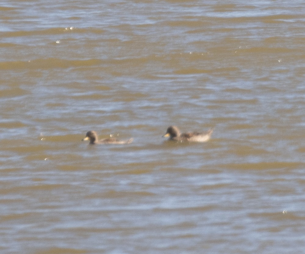 Yellow-billed Pintail - ML627719830