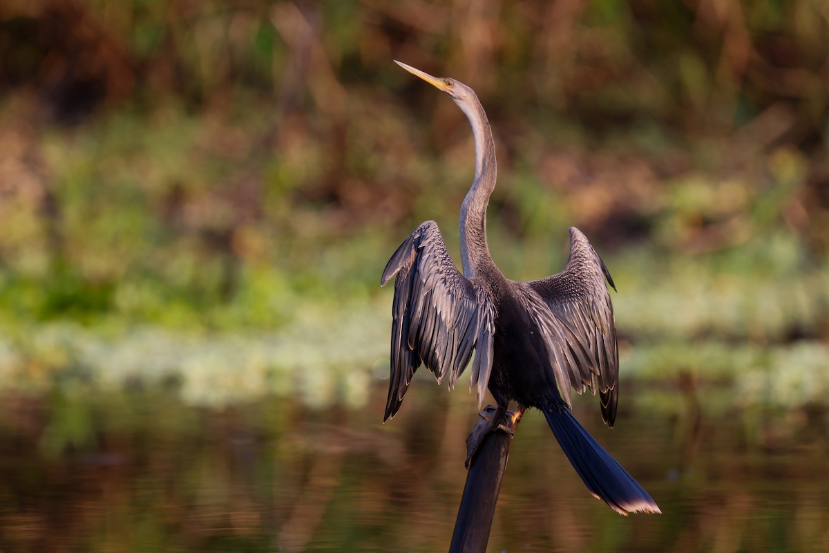 Anhinga - ML627719839