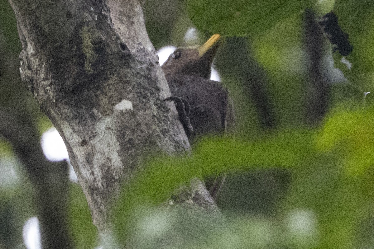 Maroon Woodpecker - ML627719889