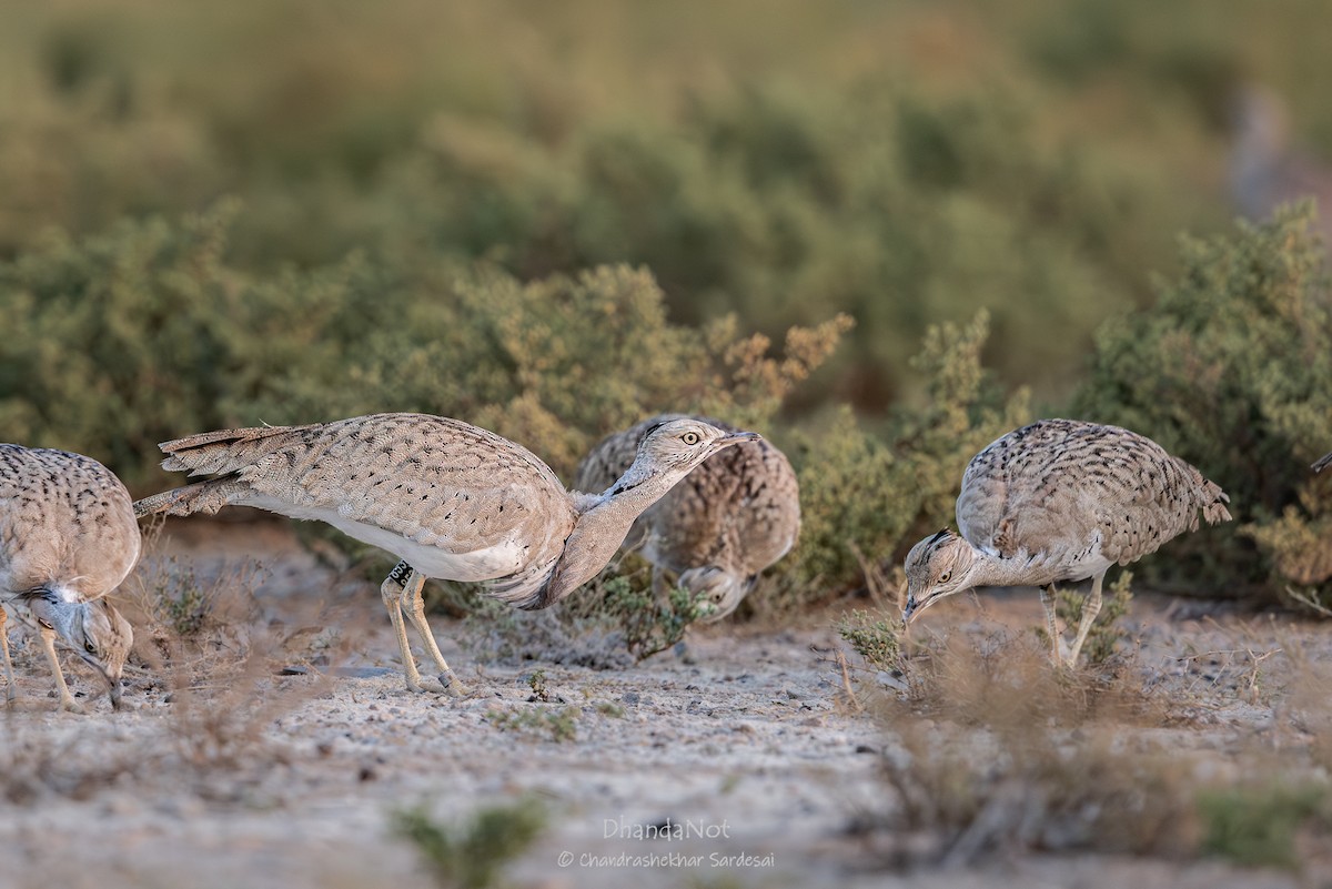 Asian Houbara - ML627720037