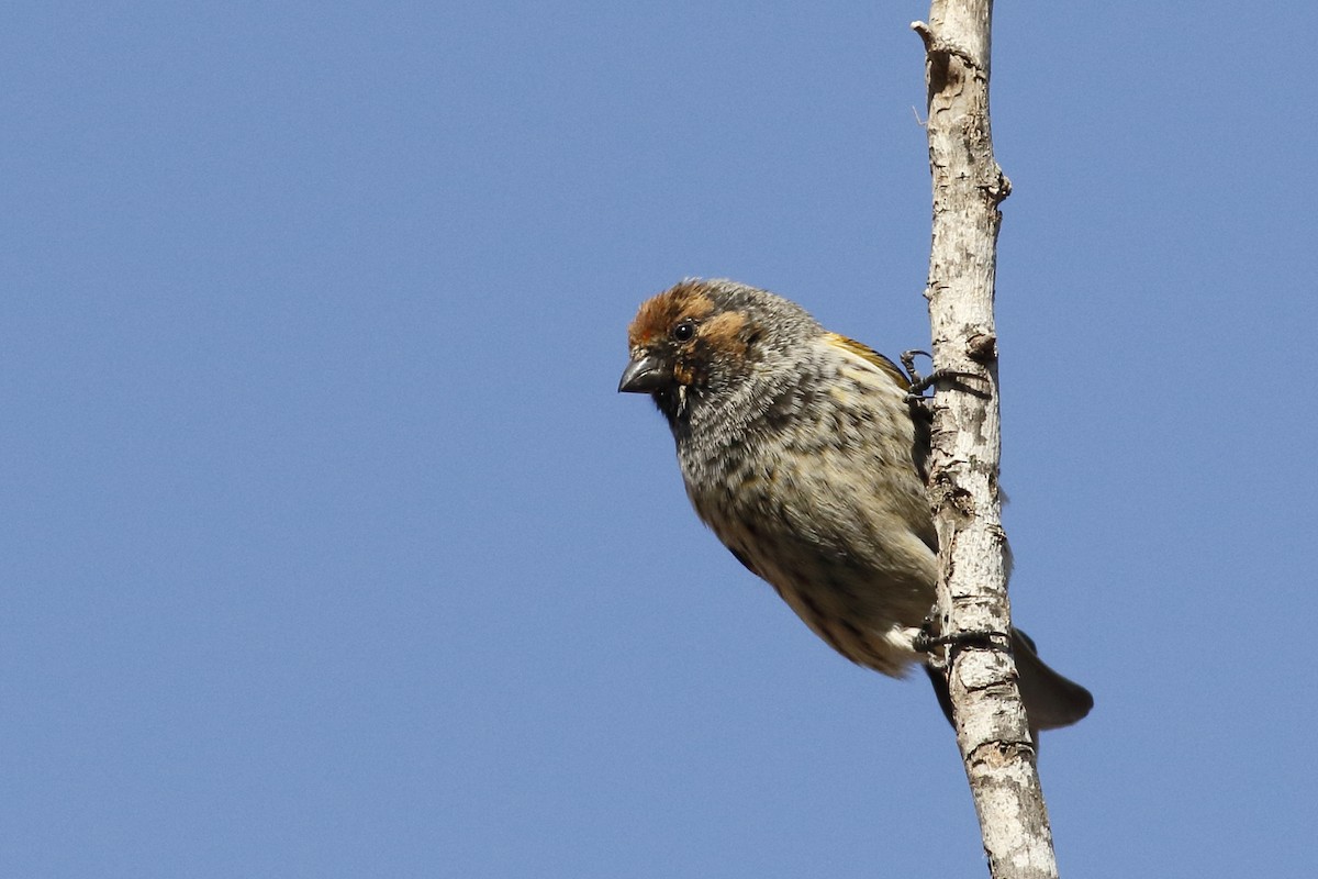 Fire-fronted Serin - ML627720048