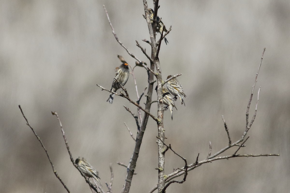 Fire-fronted Serin - ML627720049
