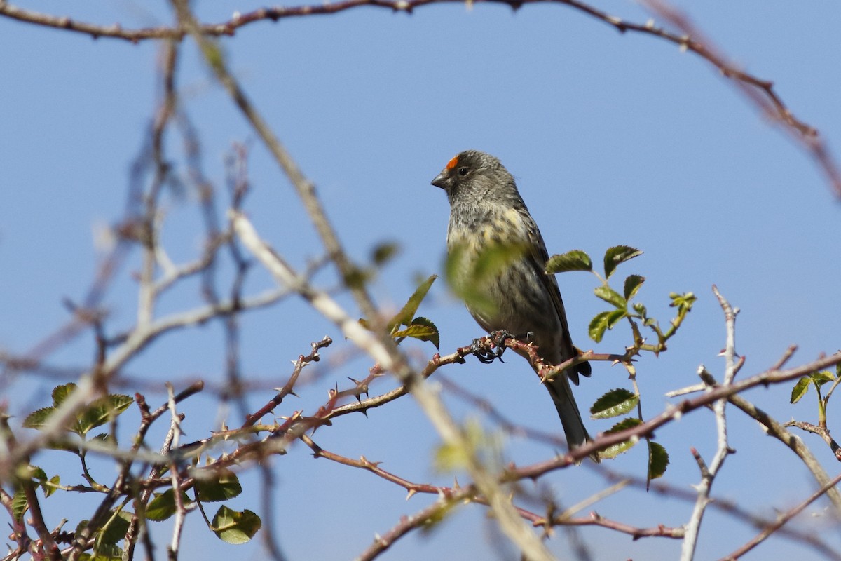 Fire-fronted Serin - ML627720050