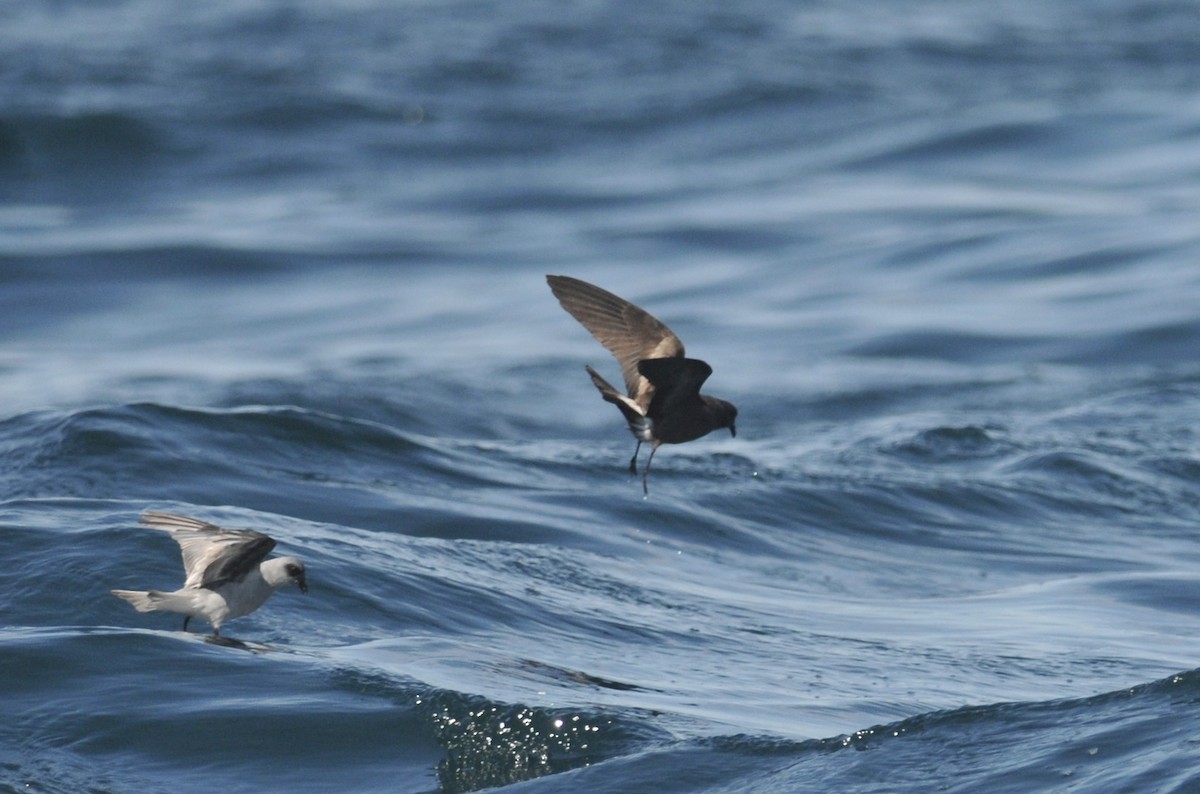 Leach's Storm-Petrel - ML627720074