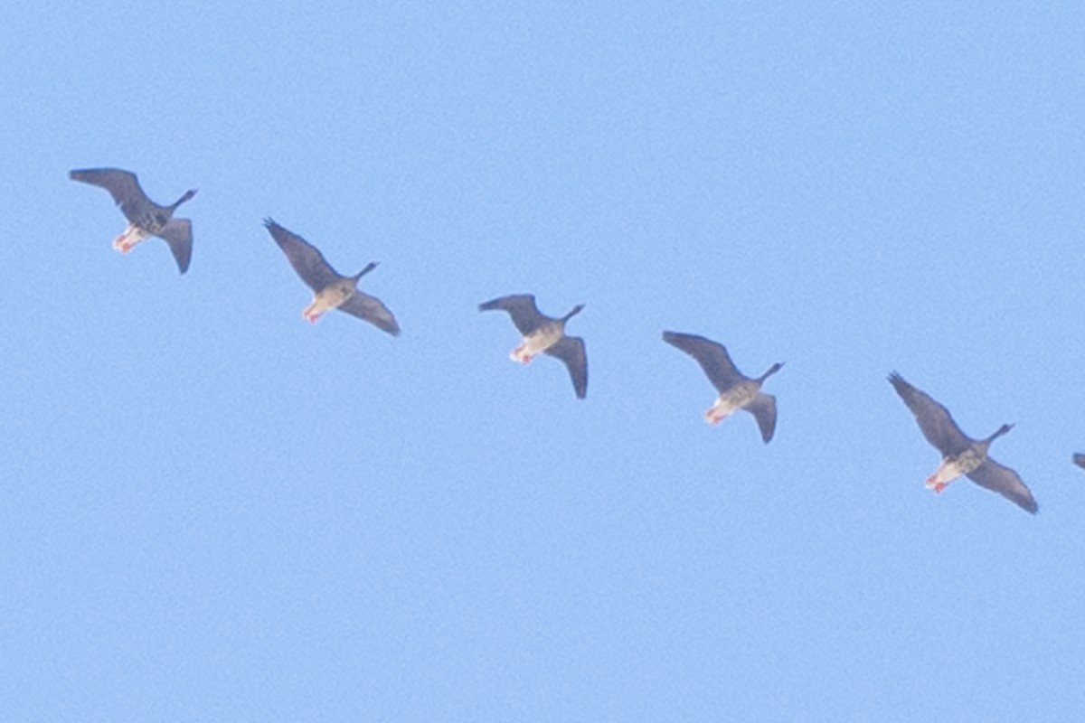 Greater White-fronted Goose - ML627720089