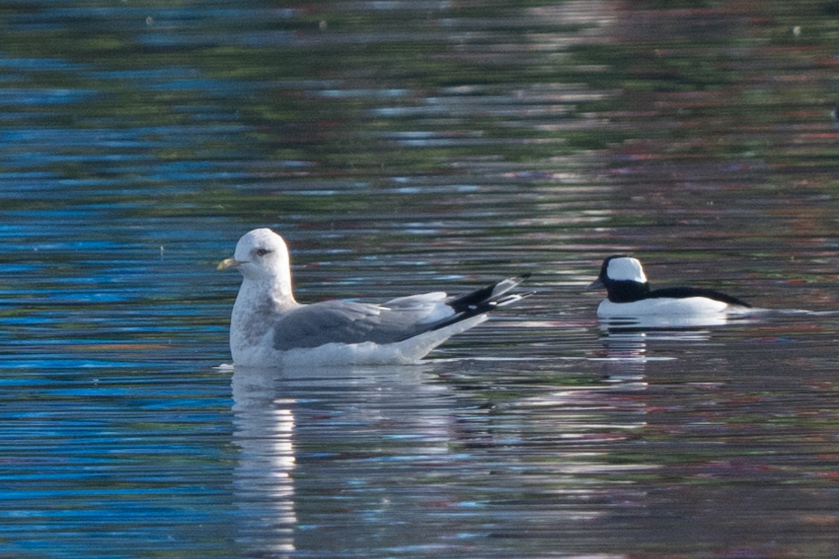 Short-billed Gull - ML627720090