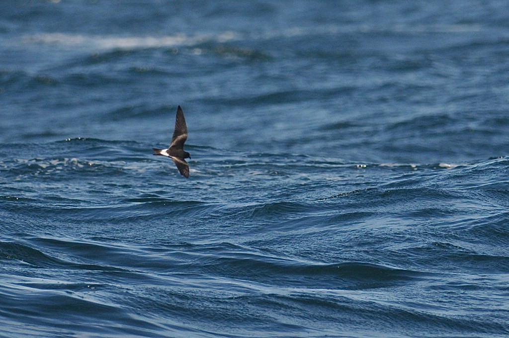 Leach's Storm-Petrel - ML627720146